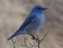 Mountain bluebird, CO